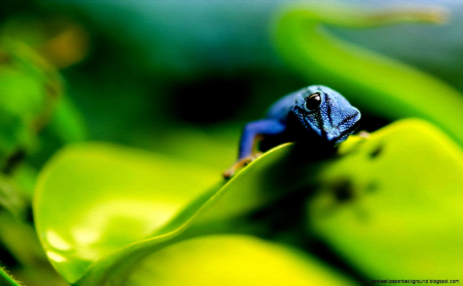 Lizard Wallpaper Lizard Wallpaper