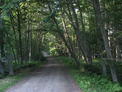 Lonely Dirt Road