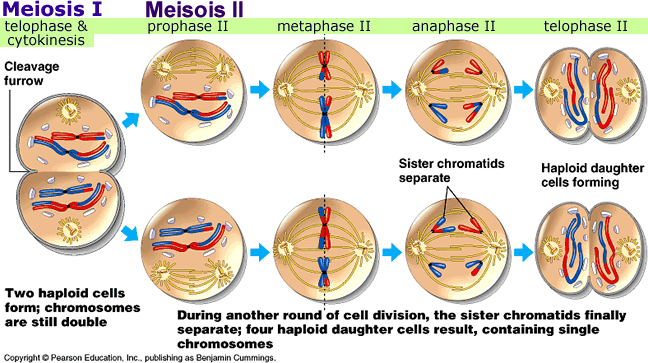 Resultado de imagen para meiosis 1 y 2