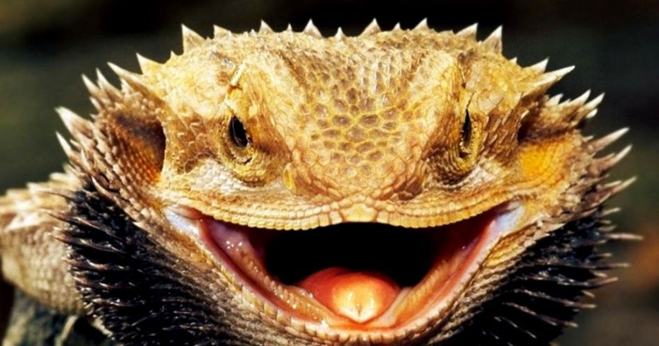 pogona-vitticeps-bearded-dragon2.jpg