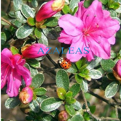 ✿AZALEAS✿