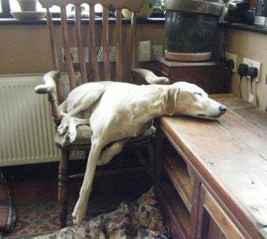 Greyhound Boxer