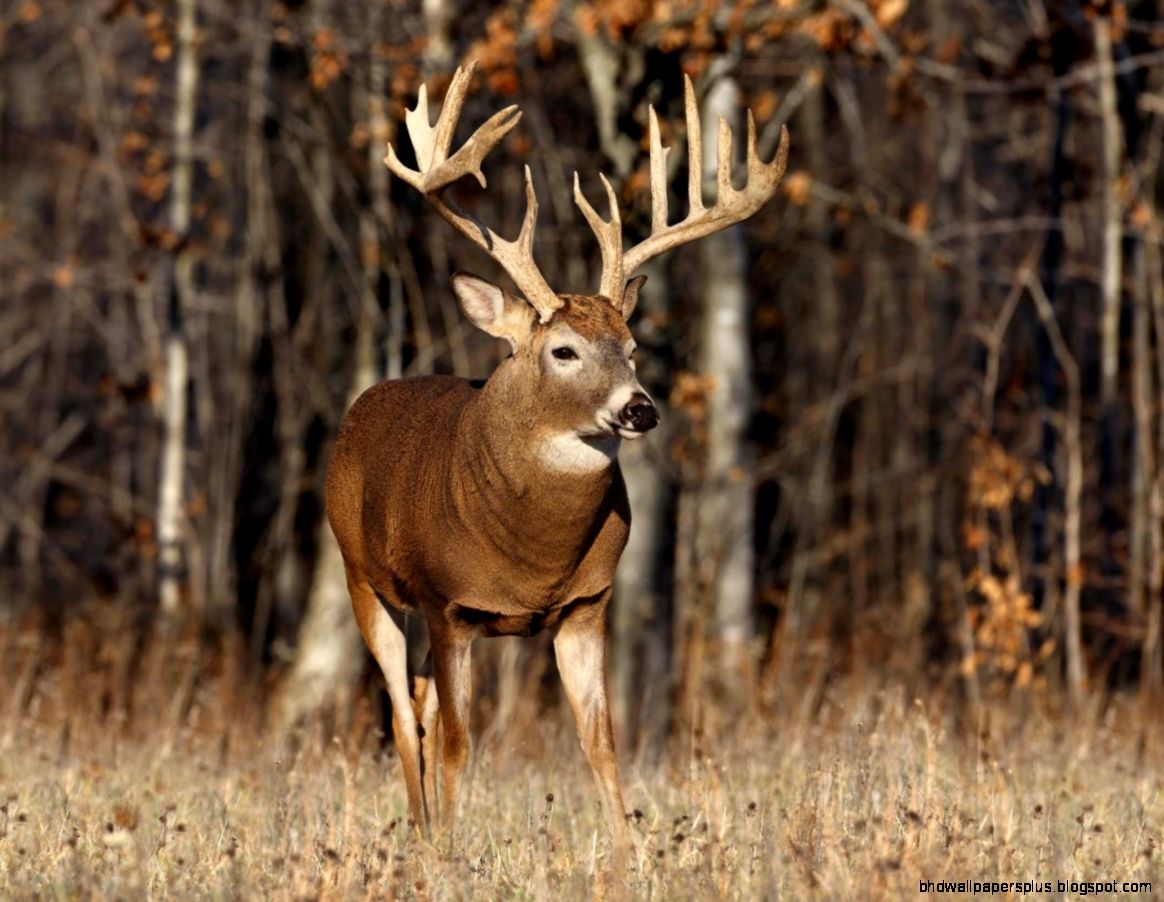Images for Gt Deer Hunting Wallpapers 1280x960PX Realtree Images for Gt Deer Hunting Wallpapers 1280x960PX Realtree