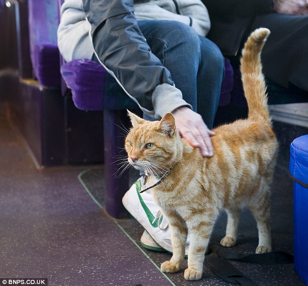 Cat Loves to Ride Bus Photos Funny And Cute Animals