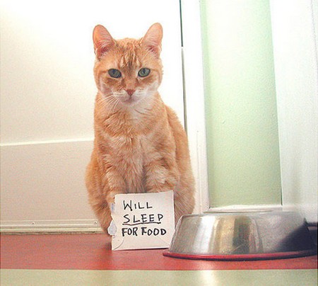 Funny cat Funny cats (36 pics) | Amazing Creatures