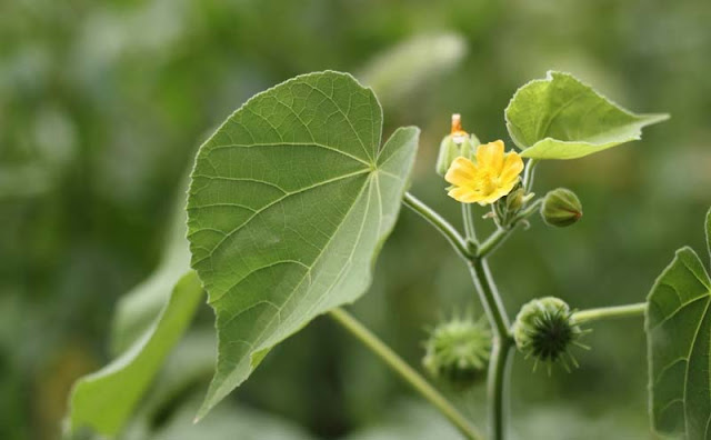 Indian Mallow Flowers