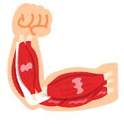 腕の筋肉のイラスト