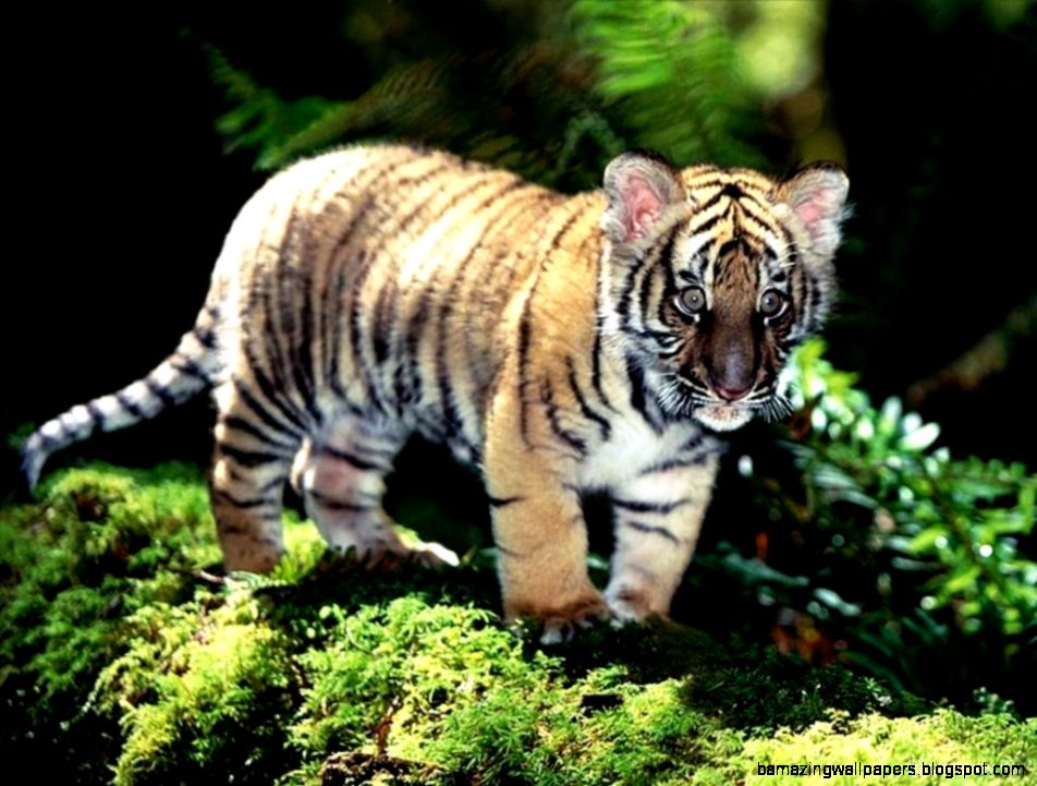 HD Cute Baby Tiger Wallpapers HD Wallpaper HD Cute Baby Tiger Wallpapers HD Wallpaper