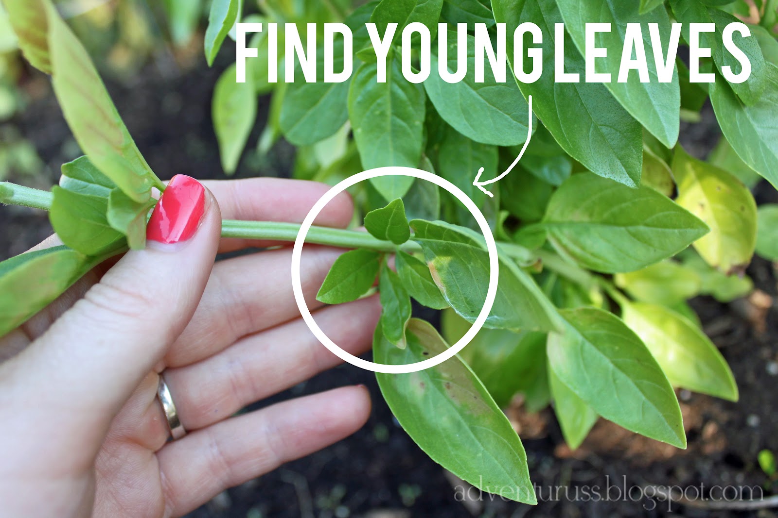 adventuruss how to prune a basil bush