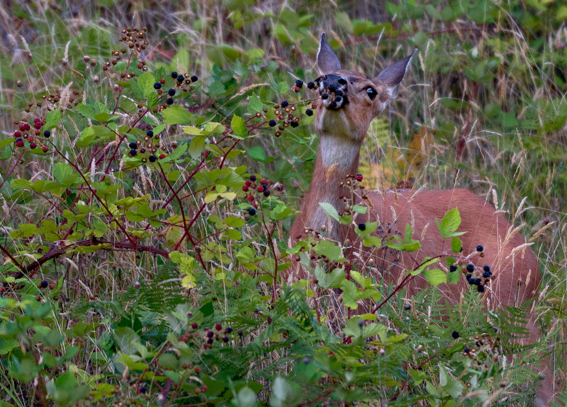 Robin Loznak Photography Blackberry season in Oregon
