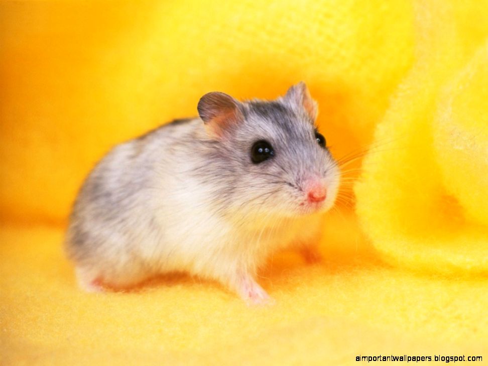 Free to share hamster pictures funny Pictures Photos Free to share hamster pictures funny Pictures Photos