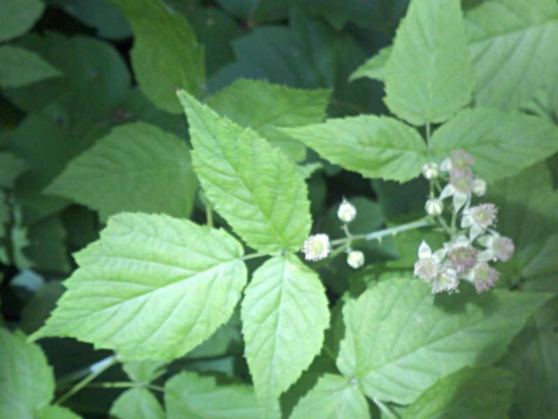 Glog Blog How to identify Poison Ivy