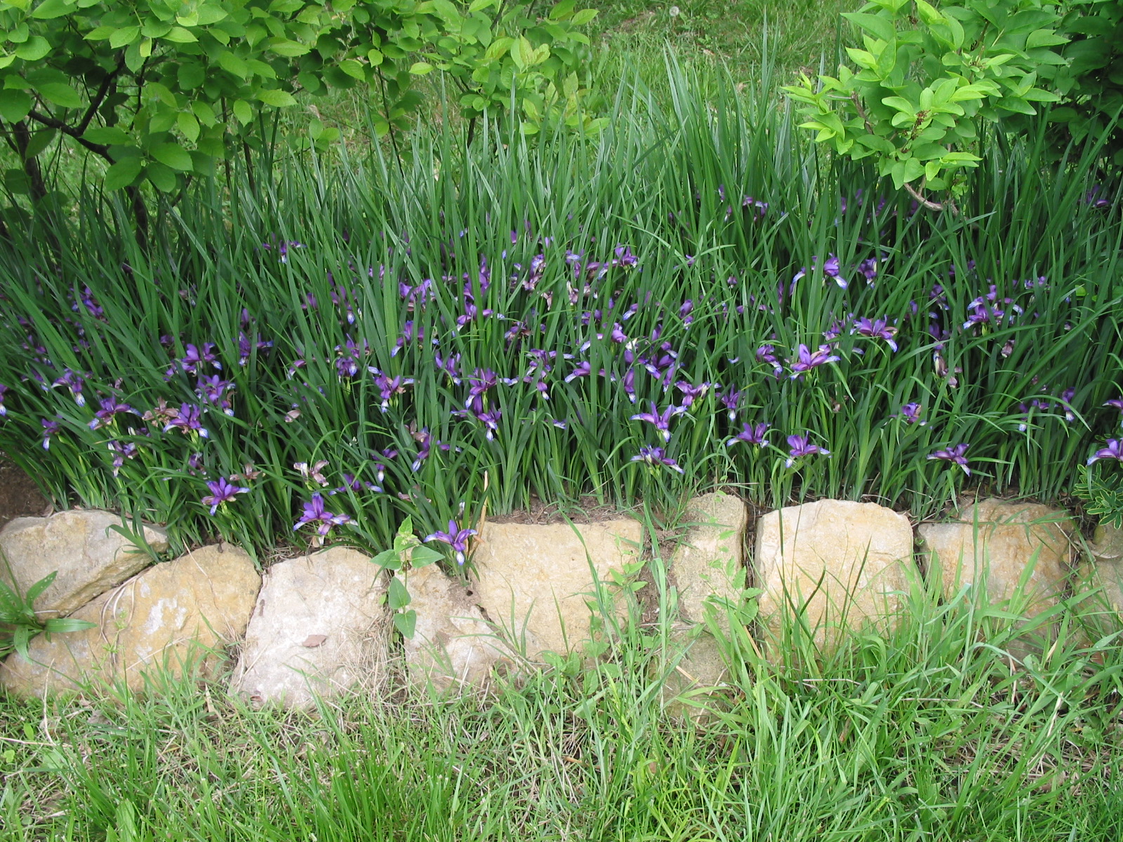 Small Irises