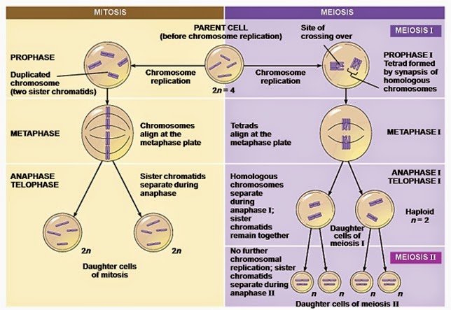Gudang Laprak Indonesia Laporan Praktikum Biologi Tahapan Mitosis Pada Ujung Akar