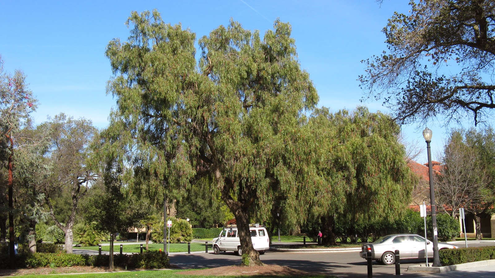 Trees of Santa Cruz County Schinus molle California Peppertree