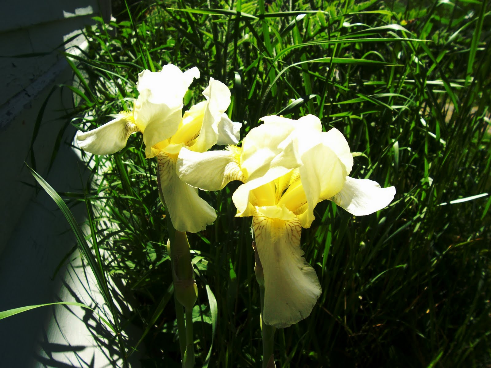 The Mum and The Rose Old Fashioned Iris.