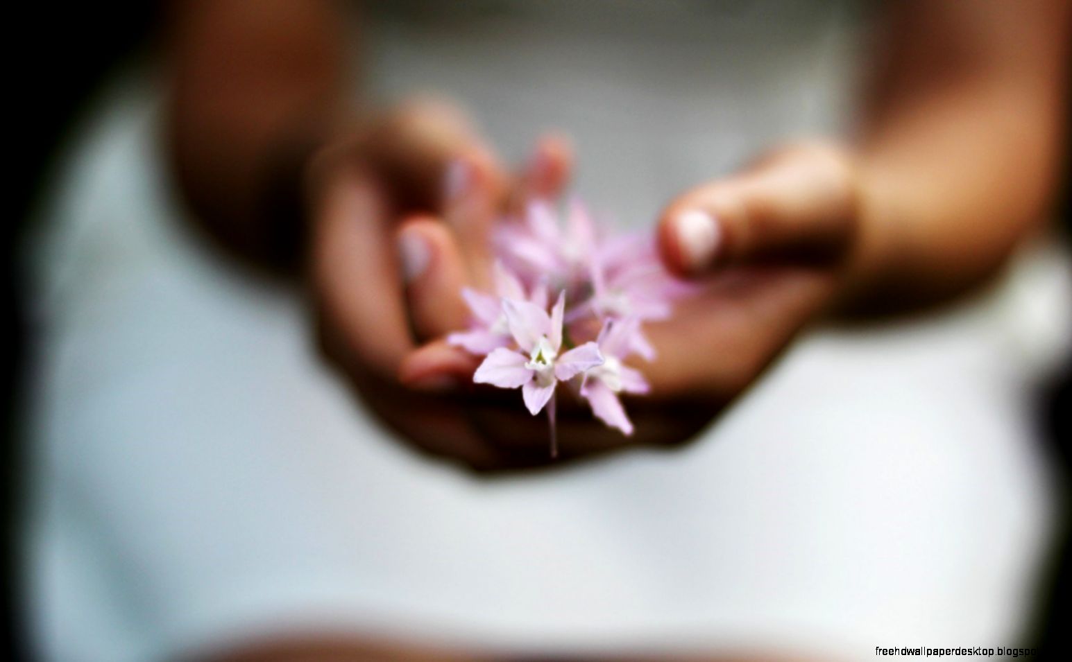 Macro Flowers Pink Hand Girl Mood 6957993 Macro Flowers Pink Hand Girl Mood 6957993