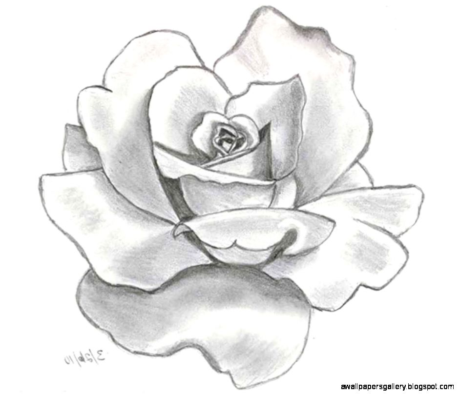 Simple Flower Drawing In Pencil | Wallpapers Gallery