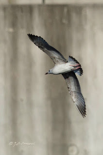 Gaviota cáspica, Larus cachinnans, Caspian gull