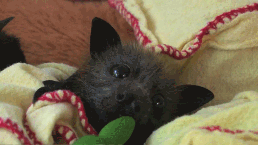 Funny animal gifs - part 110 (10 gifs), cute baby bat