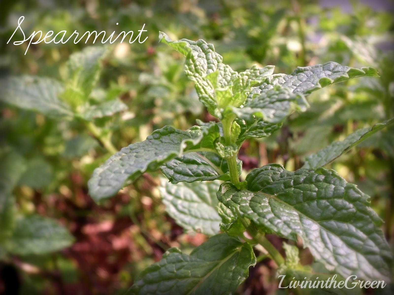 Livin' In The Green How to Make Your Own Echinacea Tea