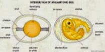 A megtermékenyített tojás