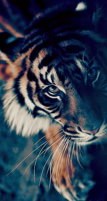 Bengal Tiger Face Closeup Android Wallpaper