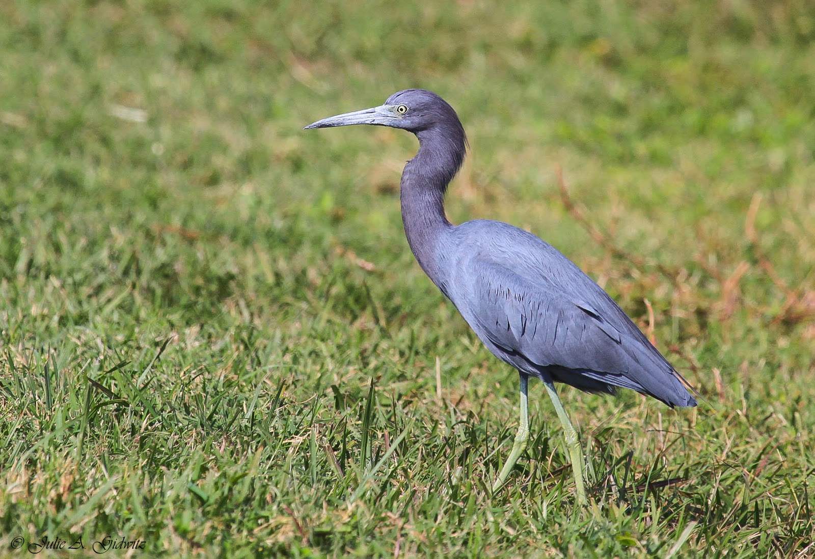 birding is fun birds of the sarasota area birding is fun birds of the sarasota area