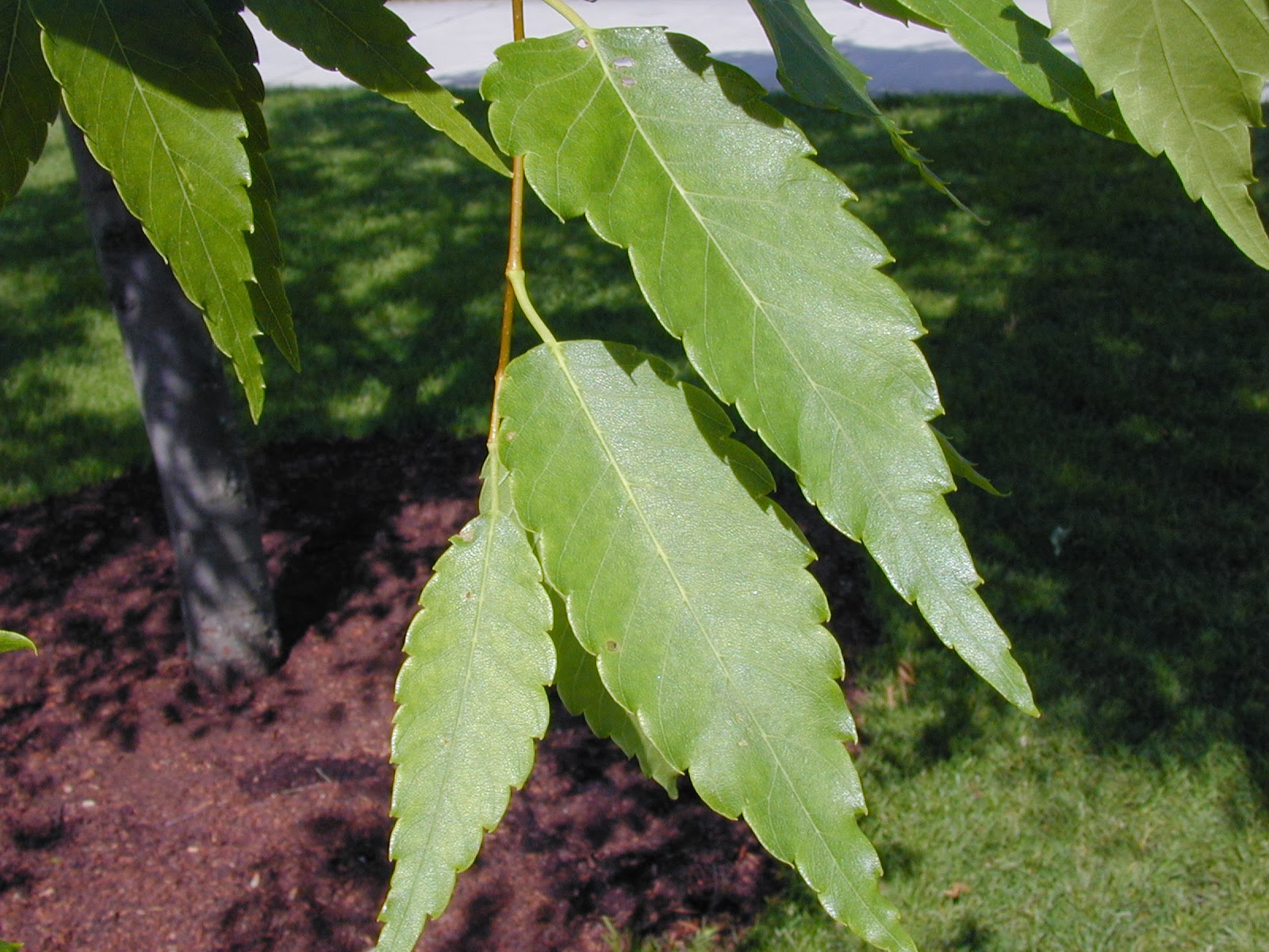 Trees of Santa Cruz County Zelkova serrata Japanese Zelkova