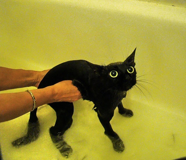Divertidas fotos de gatos mojados en el baño