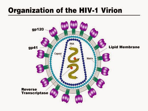 Cara Cara Penularan Virus HIV AIDS Tahun 2014