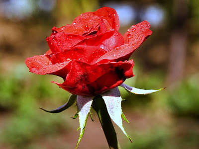 Best hd roses desktop wallpapers - red rose in bloom screensavers