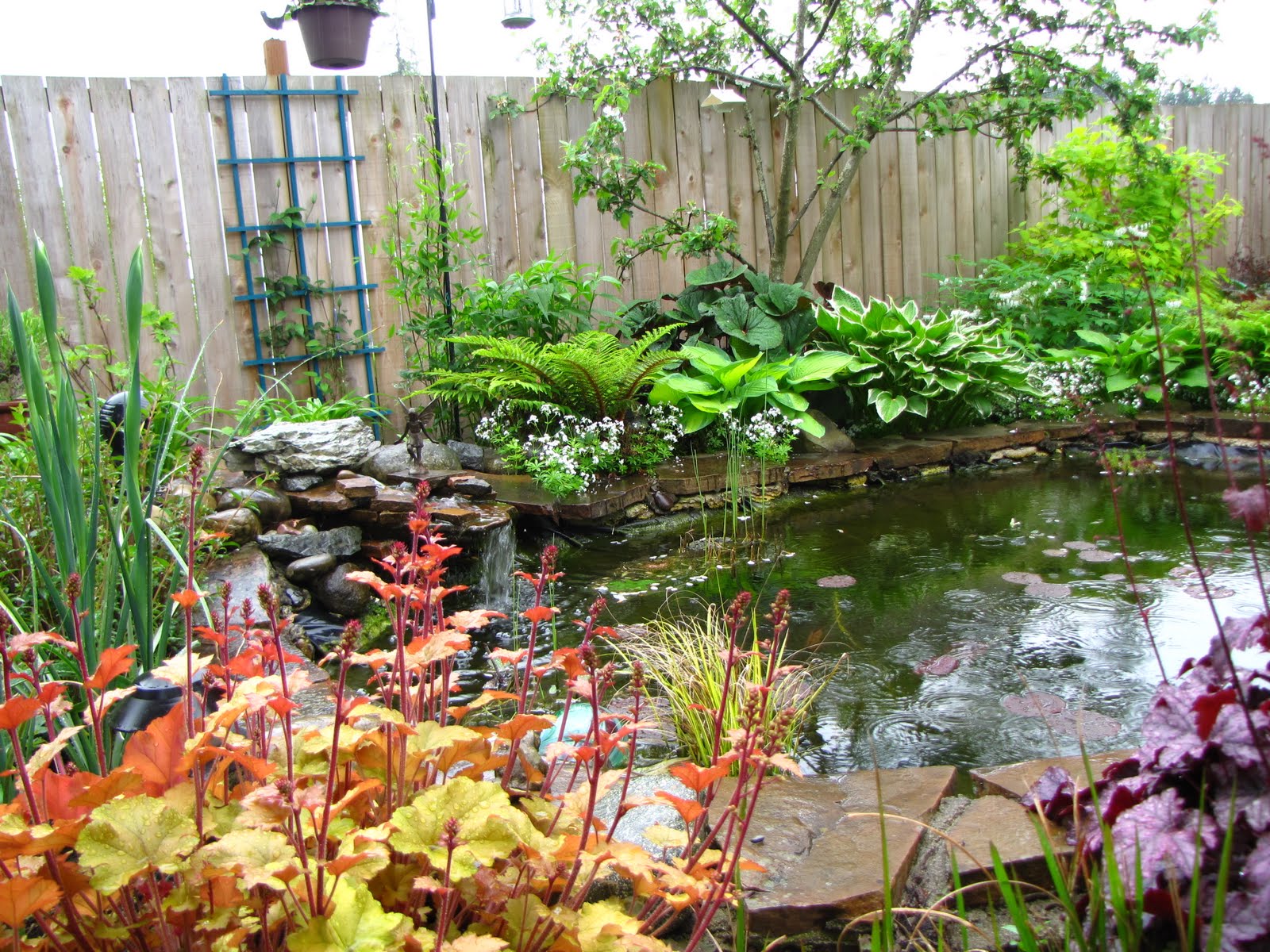 A Gardener in Progress The pond in May.