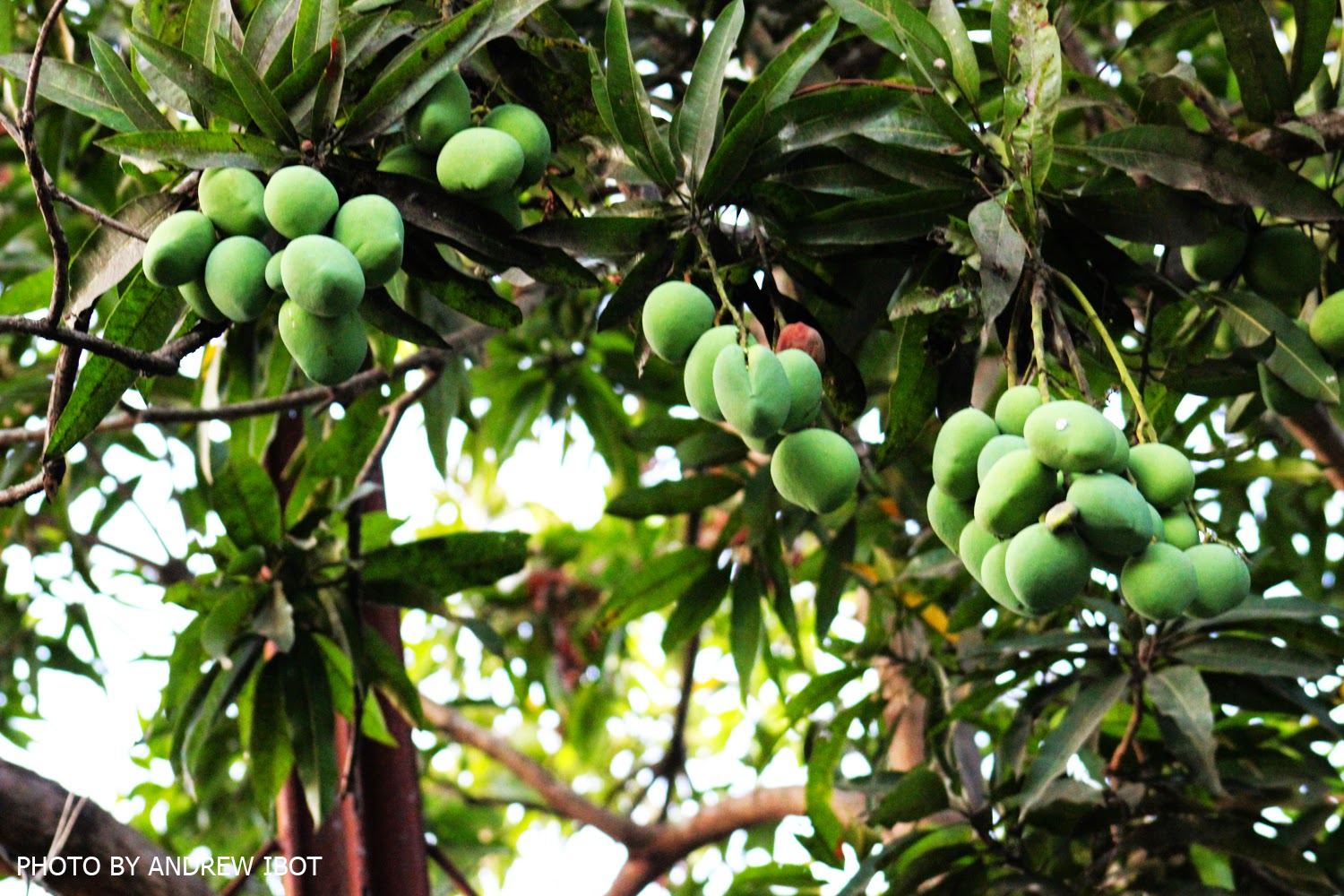 Ako si ANDREW IBOT! Mangga ( Mango ) (Mangifera indica Linn.)