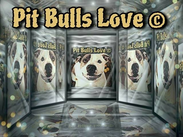 Pit Bulls Love