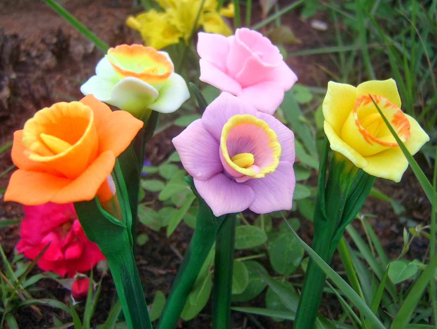 Daffodils warm color Dreamy Nature