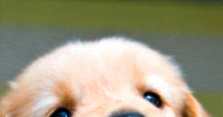 Decent Image Scraps: Animated Puppy