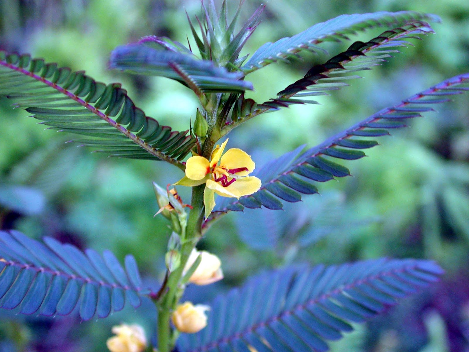 Partridge Pea Hawaii Horticulture