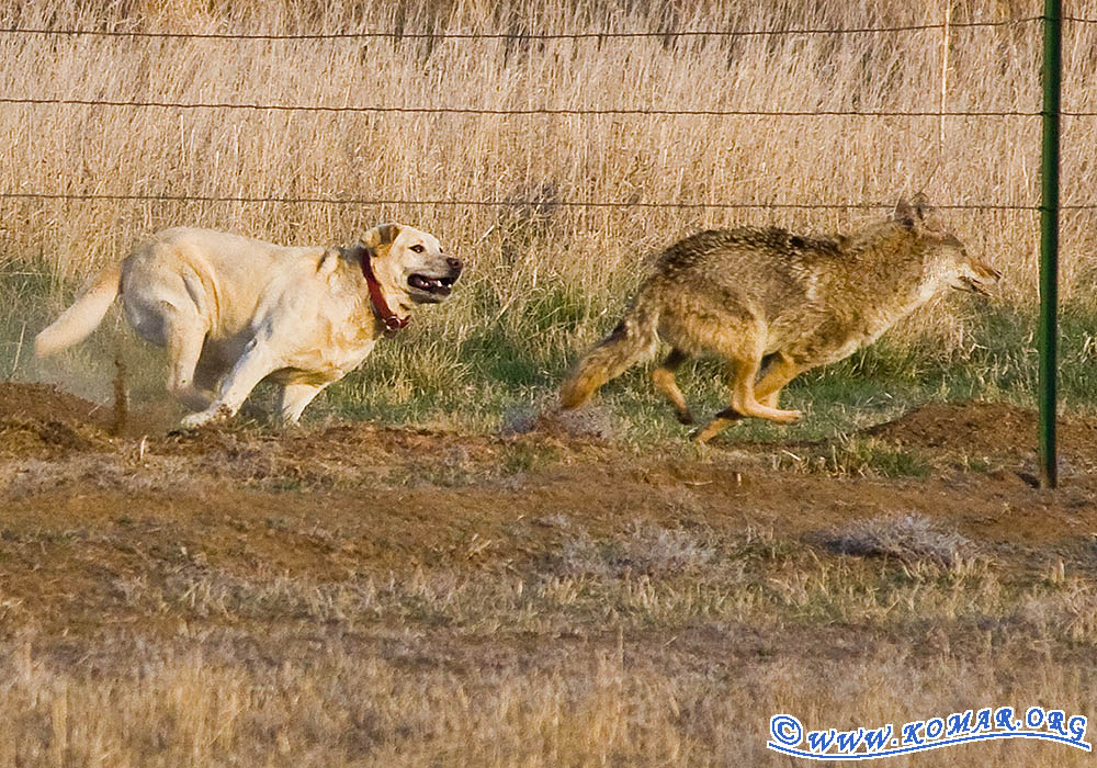  house to see a coyote in the pasture. In the same moment, "the [dog
