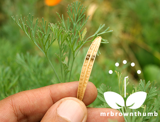 Saving California Poppy Seeds : MrBrownThumb