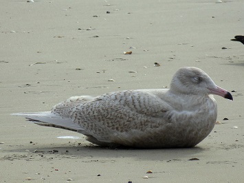 Larus hiperboreus