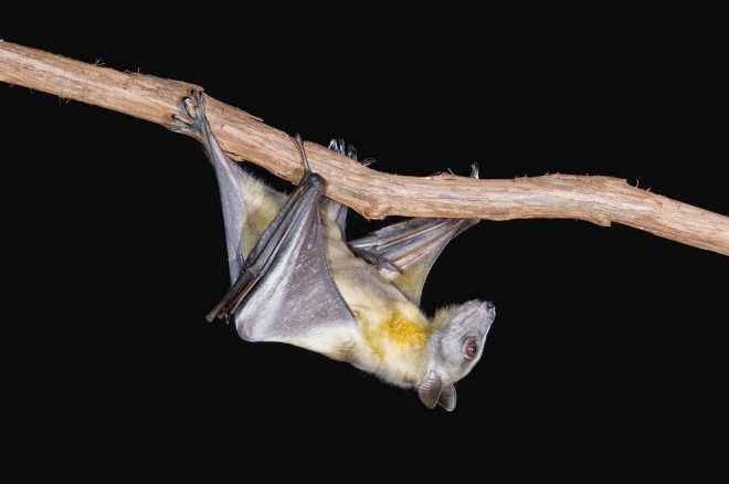 芳ちゃんのブログ なぜコウモリはエボラや他の致死的なウィルスの宿主でいられるのか