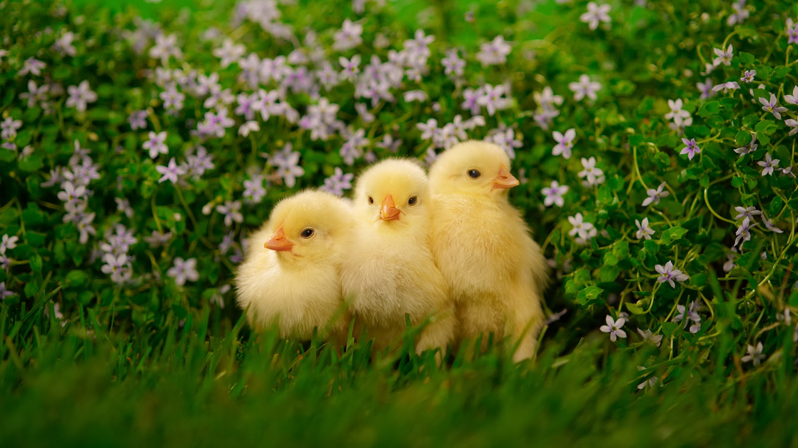 Little Cute Chicken HD Angelic Hugs