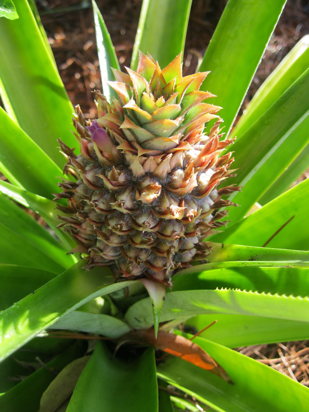 Maple Hill 101 Seed to Table SeriesPineapple