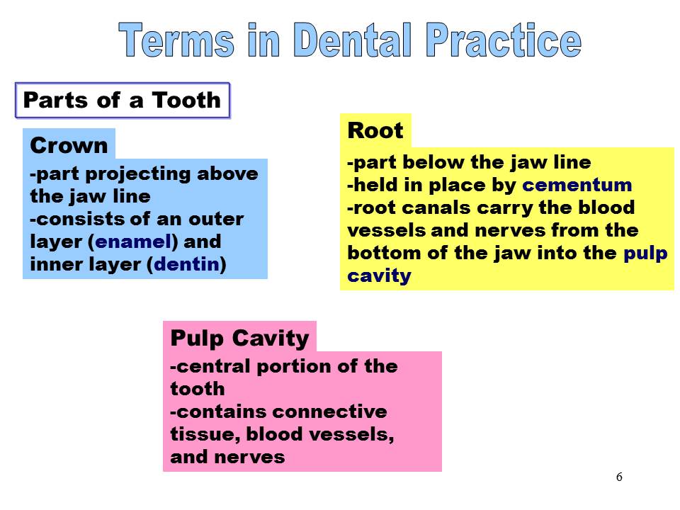 Dentistry Terms in Dental Practice