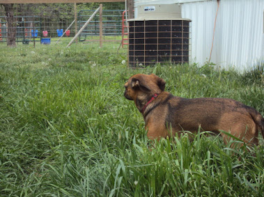 Time to Cut the Grass When Your Chihuahua's legs are Hidden!