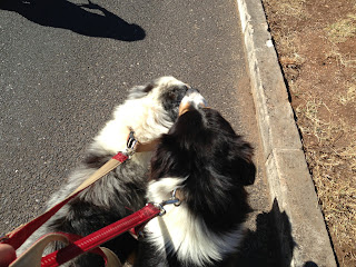 Australian Shepherd dog trekking in Oeiras