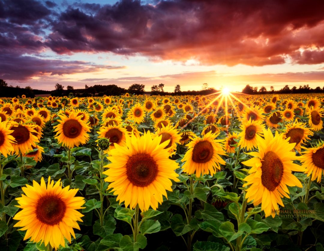 Sunflower Sunset Amazing Wallpapers