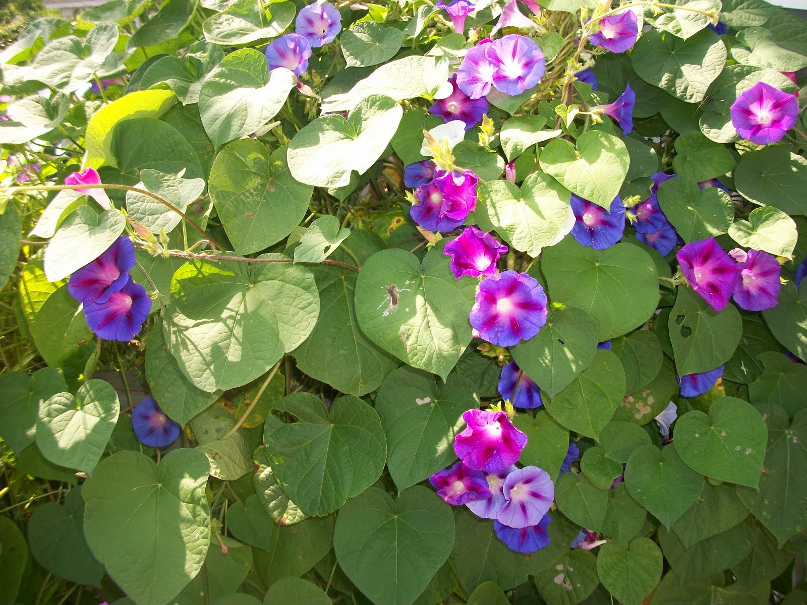 Morning Glories