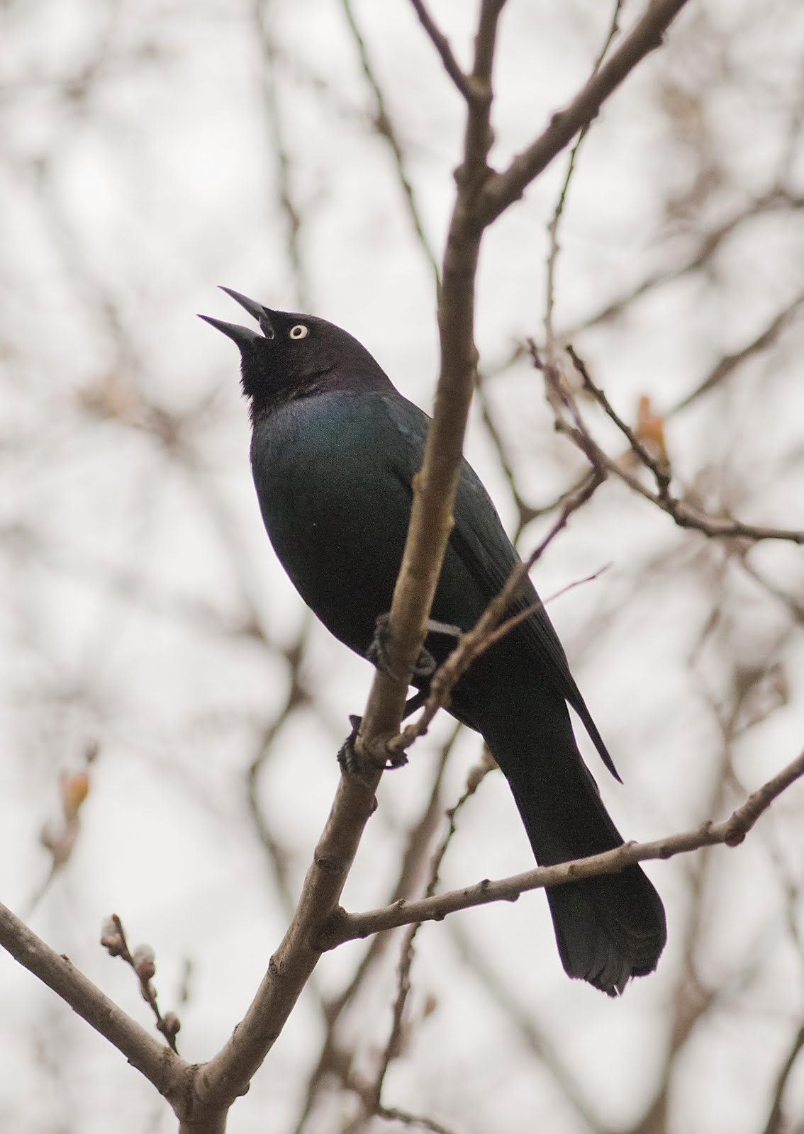 Blackbird Singing
